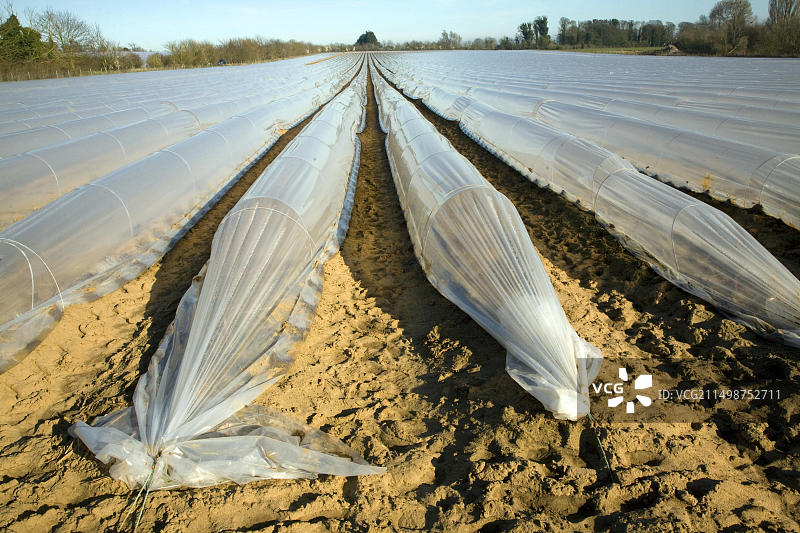 塑料薄膜罩保护田野中的早季蔬菜作物，英国萨福克郡霍莱斯利图片素材
