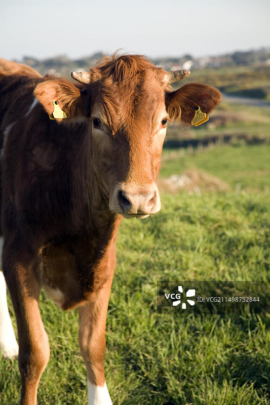 欧洲棕色根西岛小母牛图片素材