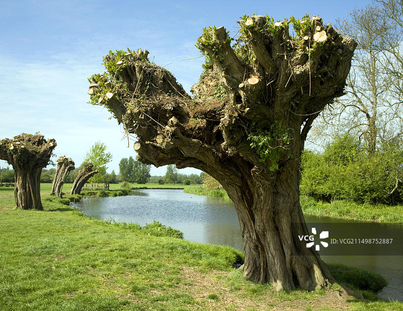 英国埃塞克斯萨福克边界斯陶尔河畔的古老柳树图片素材