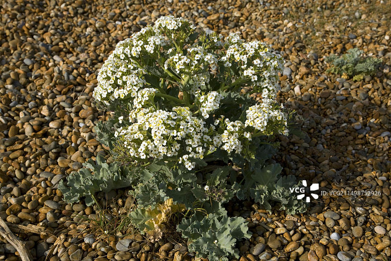 蔓菁或海甘蓝生长在砾石上，英国萨福克郡辛格尔街图片素材
