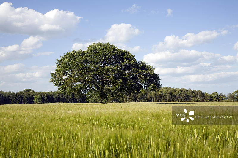 英格兰萨福克郡伊肯的夏季麦田橡树图片素材
