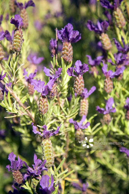 薰衣草植物花朵特写图片素材