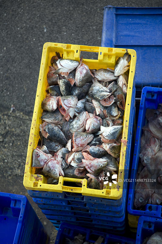 英格兰约克郡布里德灵顿渔港卸货新鲜渔获，鱼碎被用作鱼饵图片素材