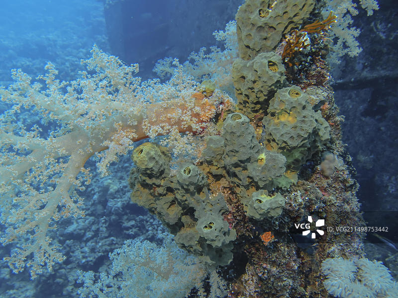 吉安尼斯D号沉船残骸潜水点的珊瑚，红海，埃及，非洲图片素材