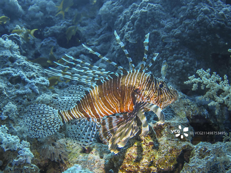 埃及红海Dunraven号沉船潜水点的狮子鱼图片素材