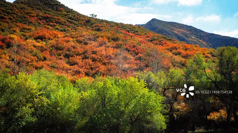 新疆乌鲁木齐哈熊沟秋季山林图图片素材