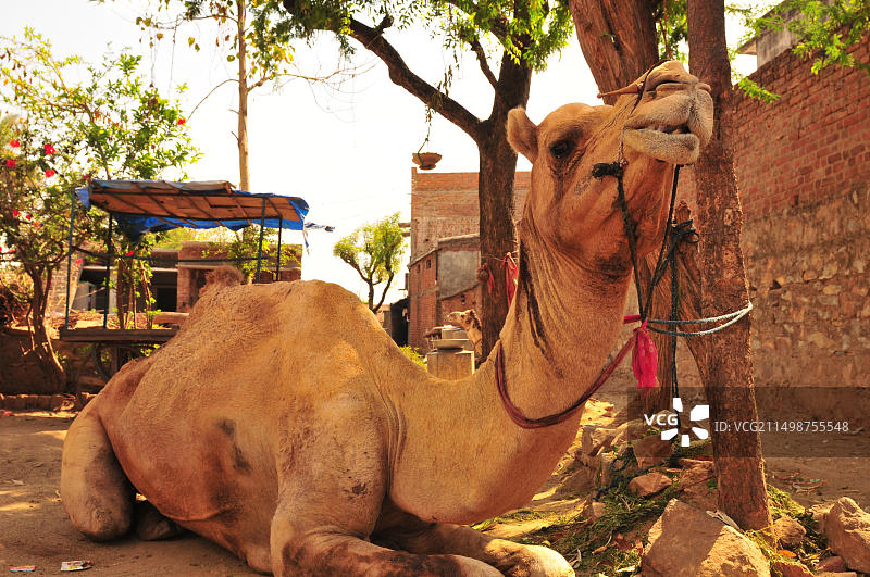 古吉拉特邦的骆驼：复古风格图片素材