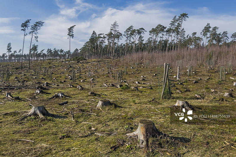 森内景观中的清理过的森林，森林，森林砍伐，环境，气候，森林砍伐，森林砍伐，自然，天气，侵蚀，自然灾害，树木，木材，林业，破坏，种植园，自然保护，森林砍伐，生态，气候，气候变化，厄林豪森，德国，欧洲图片素材