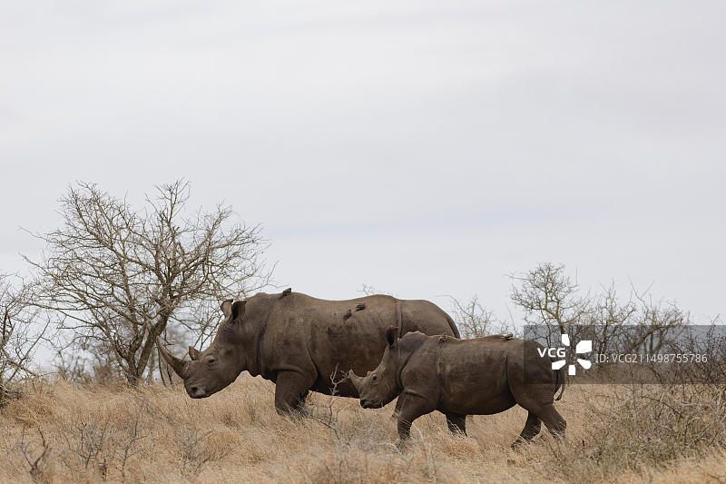 南方白犀牛，非洲稀树草原，克鲁格国家公园，南非图片素材