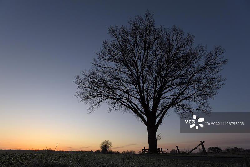 德国北莱茵-威斯特法伦，丁德ener Heide日出前的一棵树图片素材