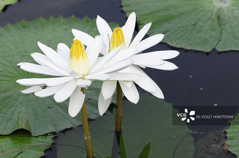 两朵白色睡莲，人工饲养，在德国斯图加特的池塘中，带有黄色雄蕊图片素材