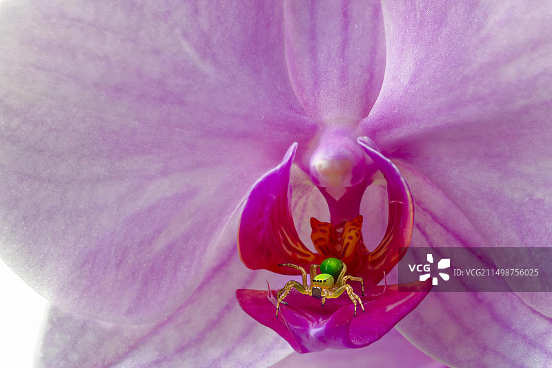 绿色蜘蛛兰花图片素材