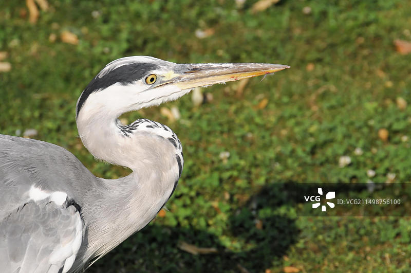 苍鹭（Ardea cinerea）的侧面像，圈养，目光锐利，羽毛细腻，德国斯图加特，欧洲图片素材