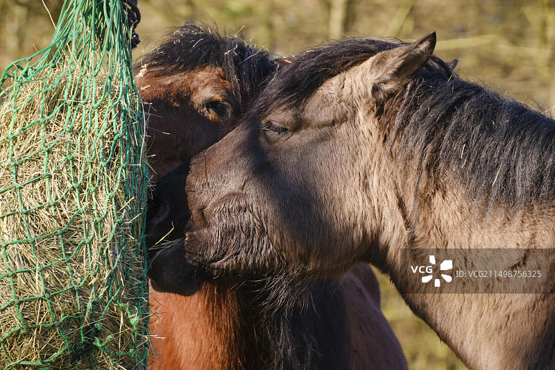 克罗地亚波萨维纳马匹特写（德国北莱茵-威斯特法伦圈养）图片素材