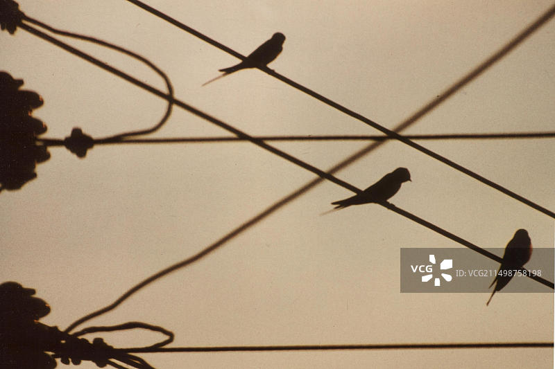 电力线上的燕子图片素材