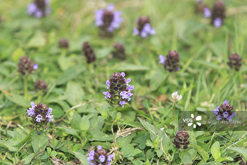 普通夏枯草，德国图片素材