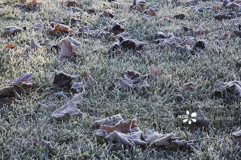 加拿大魁北克省覆盖着霜和冰的棕色枫叶特写图片素材