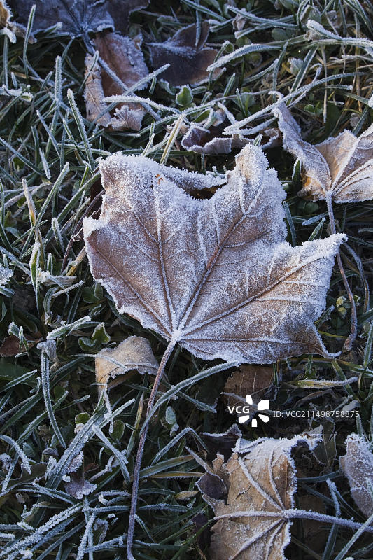 加拿大魁北克省覆盖着霜和冰的棕色枫叶特写图片素材