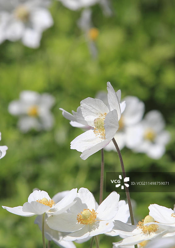 银莲花，德国北莱茵-威斯特法伦州图片素材