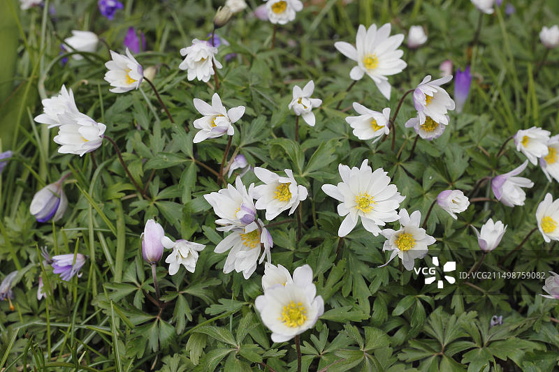 白头翁的花朵和花蕾，德国北莱茵-威斯特法伦州图片素材
