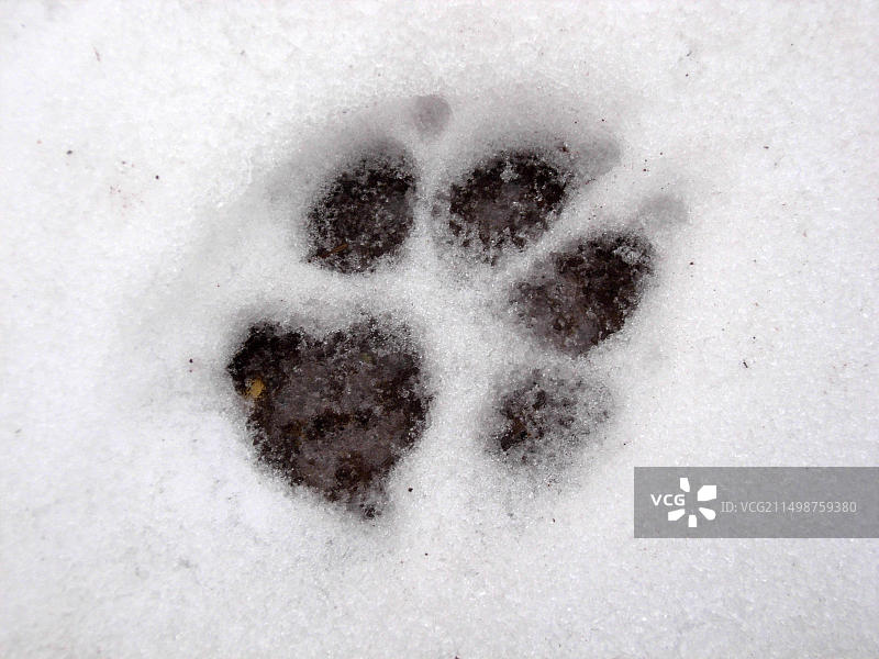 狗爪印图片素材