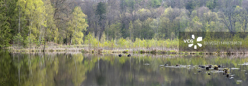 清晨的艾伯特湖图片素材