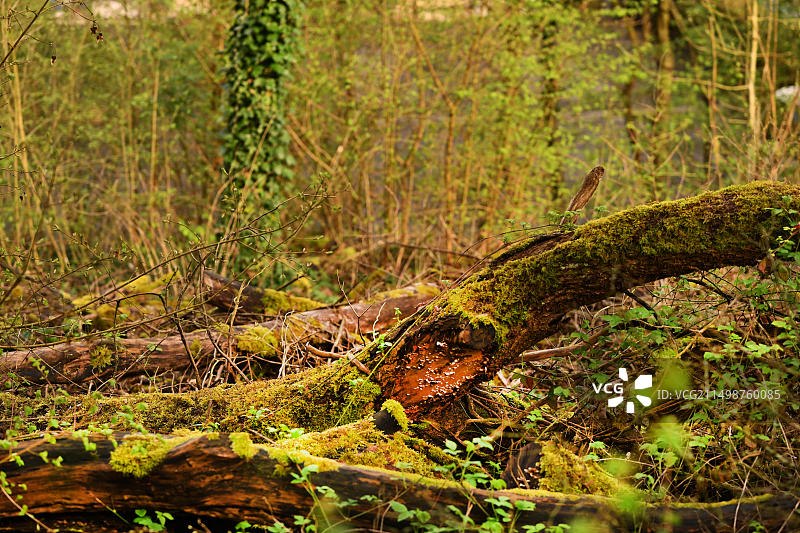 伊瑟隆：今年四月异常温暖的天气图片素材