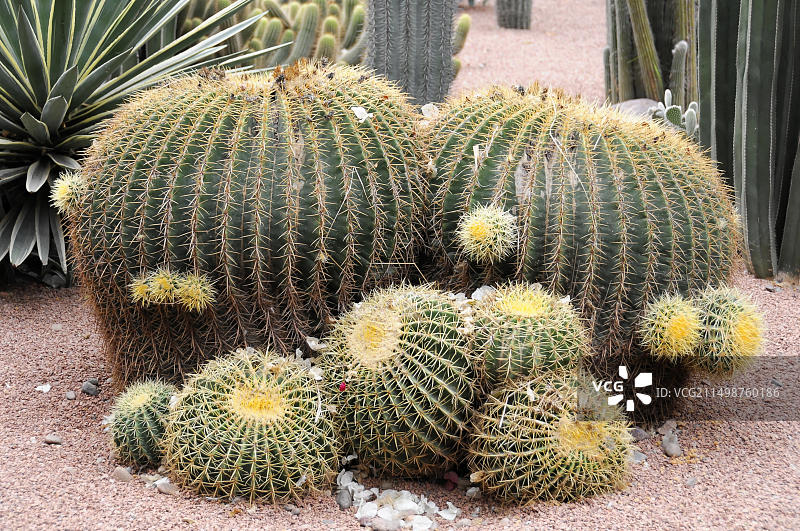 马拉喀什马若雷勒花园的植物园，非洲摩洛哥图片素材