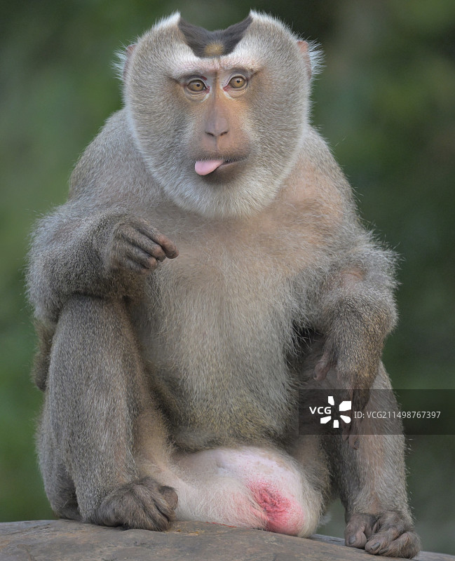 北豚尾猴猴王图片素材