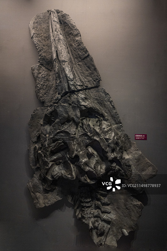 国家海洋博物馆 鱼龙化石图片素材