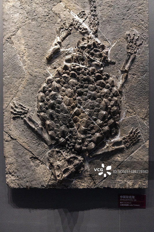 国家海洋博物馆 鱼龙化石图片素材