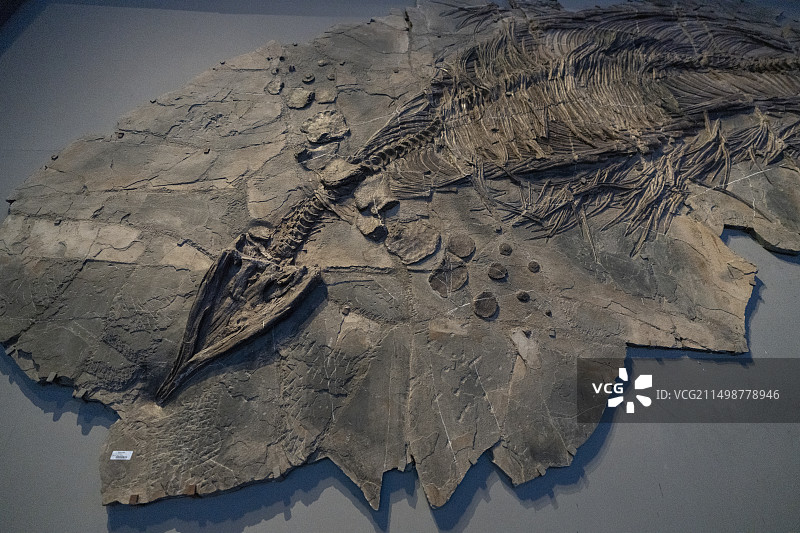 国家海洋博物馆 鱼龙化石图片素材