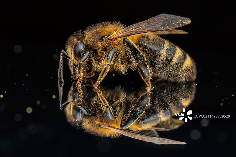 《中华蜜蜂》图片素材