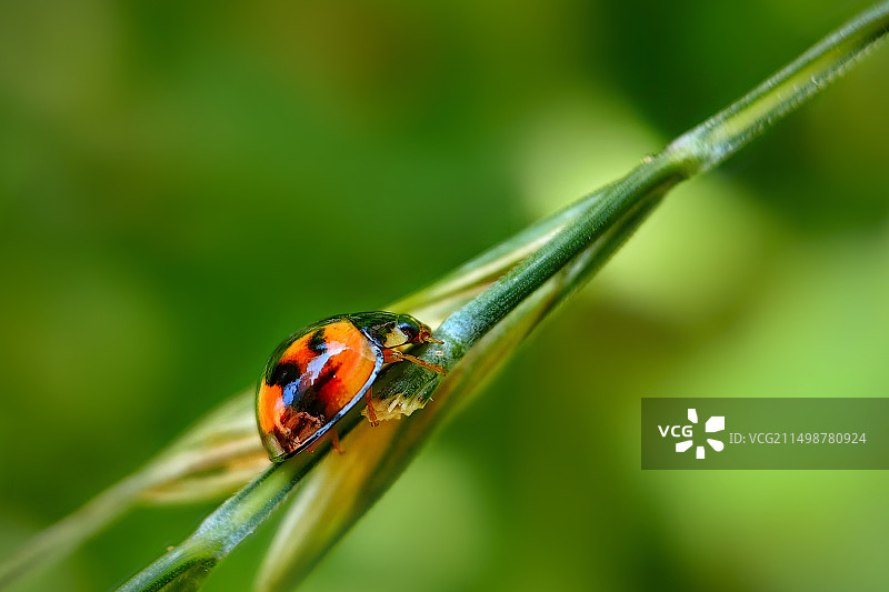 瓢虫图片素材