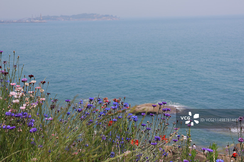 青岛燕儿岛公园近期成为热门打卡地图片素材