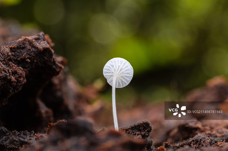 《菌菇》图片素材