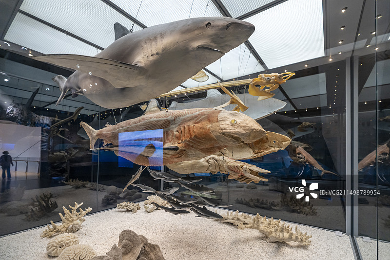 国家海洋博物馆 鲨鱼标本图片素材