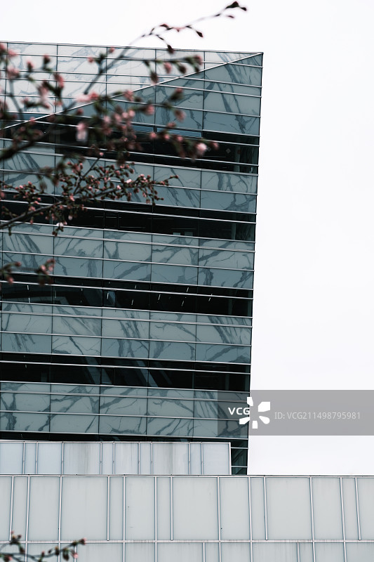 樱花初开季的上海图书馆东馆图片素材