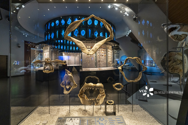 国家海洋博物馆 鲨鱼标本图片素材