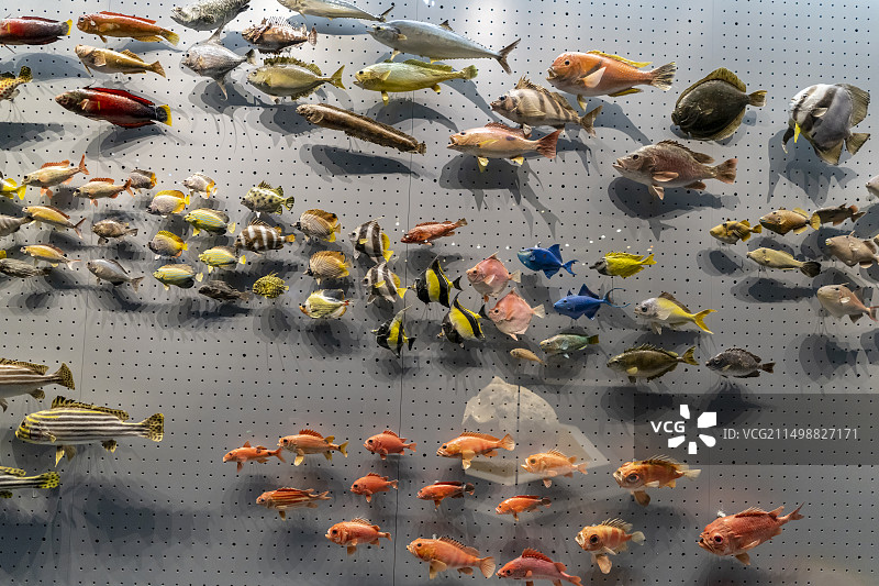 国家海洋博物馆 鱼类标本图片素材