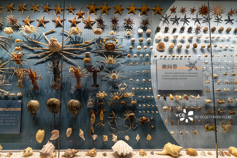 国家海洋博物馆 生物标本图片素材