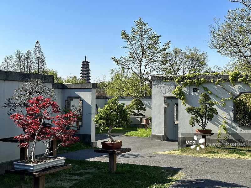 扬州瘦西湖，杨派盆景博物馆，户外的盆景和远处的大明寺栖灵塔图片素材