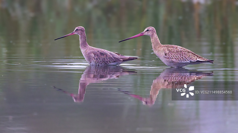 一对黑尾塍鹬图片素材