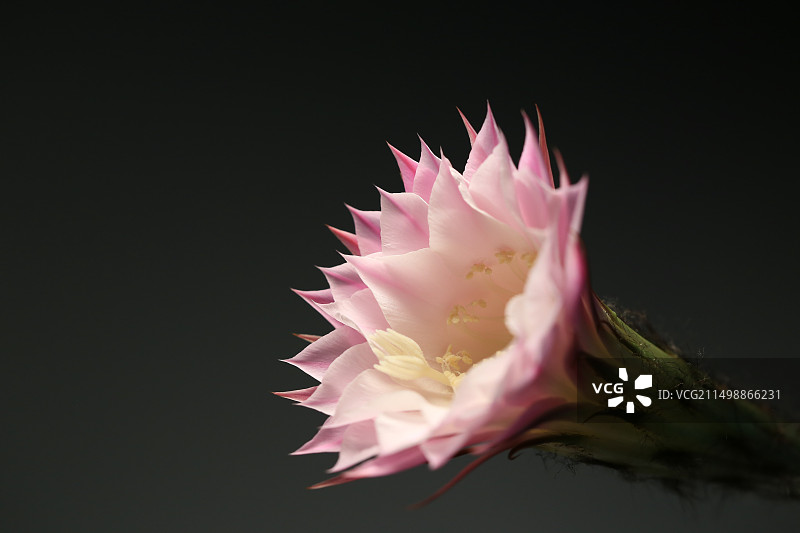 黑色背景下粉色仙人球花朵的特写镜头图片素材