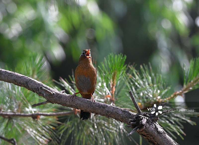 画眉鸟图片素材