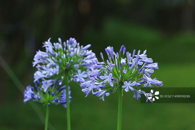 夏天盛开的欧石竹花图片素材
