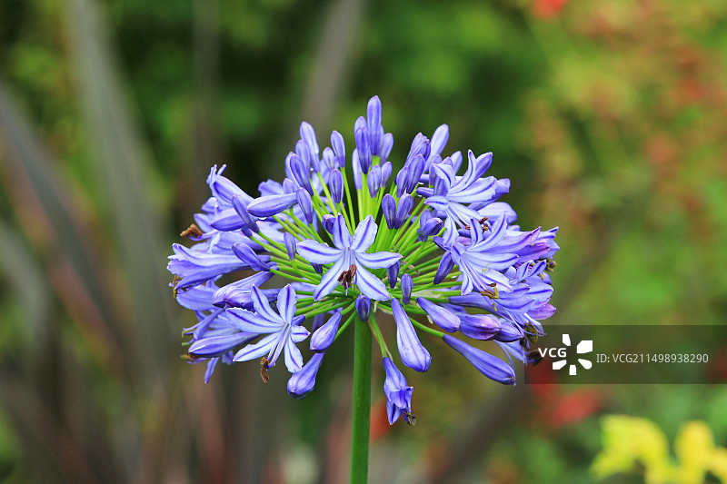 夏天盛开的欧石竹花图片素材