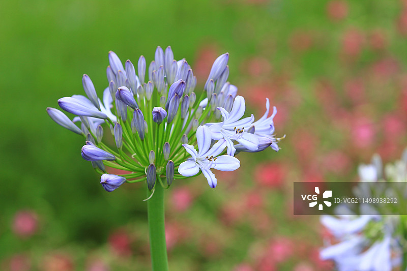 夏天盛开的欧石竹花图片素材
