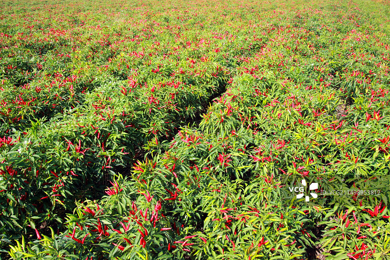 夏天日光下辣椒地的高角度观察图片素材