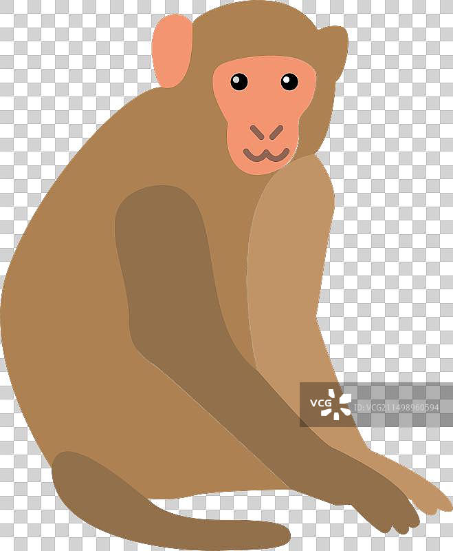 猴子图片素材